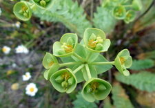 Euphorbe des dunes