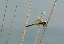 Libellula quadrimaculata