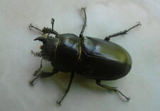 Lucane femelle (grande biche)
