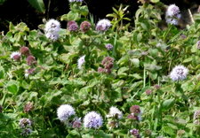 Menthe aquatique