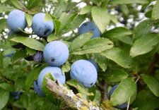 Prunelle sauvage