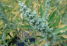Quinoa