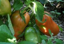 Tomate "cornue des Andes"