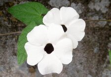 Suzanne aux yeux noirs (Thunbergia alata)