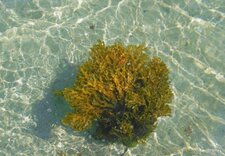 Fucus vésiculeux