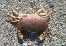 Tourteau (crabe dormeur)