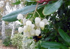 Bourdon sur un arbousier