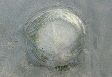 Méduse aurélia aurita (sous réserve)