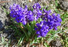 Orchis bouffon (anacamptis morio)
