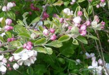 Pommier sauvage (malus sylvestris)