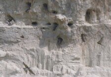 Hirondelles de rivage