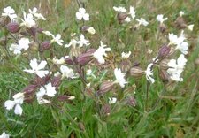 Silène latifolia (compagnon blanc)