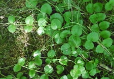 Herbe aux écus (lysimachia mummularia)