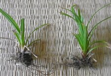 Herbe de la Pampa