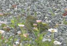 Jeune serin cini