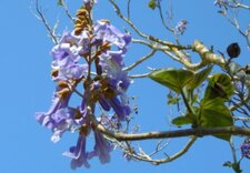 Fleur de paulownia