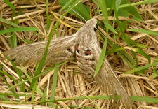 Sphinx du liseron - Agrius convolvuli