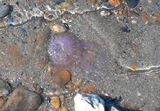 Méduse Pélagie - pelagia noctiluca