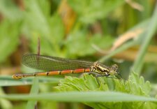 Petite nymphe au corps de feu Pyrrhosoma nymphula 