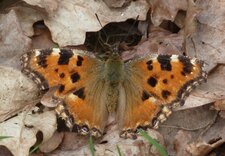 Papillon grande tortue