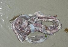 Seiche ou calmar ?