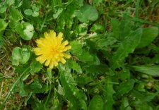 Porcinelle enracinée (hypochaeris radicata)