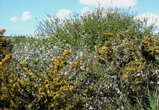 Les plantes du marais littoral (2) : ajonc d