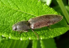 Taupin (Agriotes lineatus)