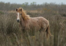 Cheval camarguais
