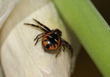 Araignée Napoléon - synaema globosum
