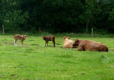 Vache armoricaine