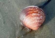 Amande de mer