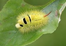 Chenille de pudibonde