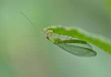 Chrysopidée