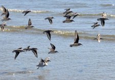 Escadron de bécasseaux sanderling