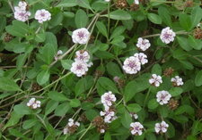 Phyla à fleurs nodales