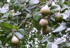 Poires sauvages
