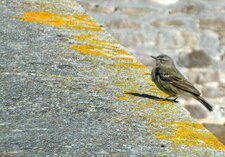 Pipit farlouse