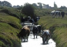 Vaches bretonnes