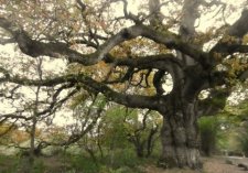 Le chêne de Breslon (Pléchatel - 35 )