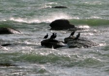 Cormorans noirs