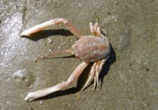Jeune crabe porcelaine (sous réserve)