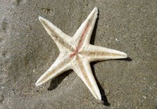 Petite étoile de mer commune 