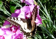 Papillon "machaon"