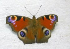 Papillon "Paon de jour"
