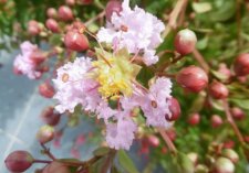 Lilas des Indes (lagerstroemia indica)