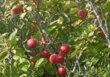 Pommes sauvages à chair rouge