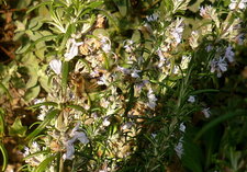Romarin et abeille