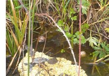 Escargot