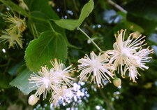 Fleurs de tilleul